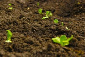 soil science in agriculture