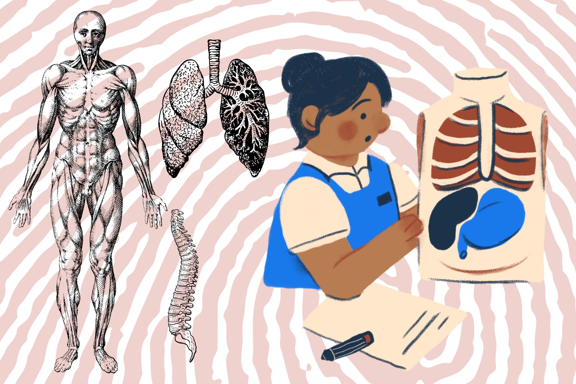 Exploring the Human Body: Anatomy Courses for a Career